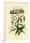 Gloriosa Lily, 1833-39-null-Framed Giclee Print