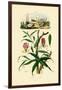 Gloriosa Lily, 1833-39-null-Framed Giclee Print