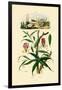 Gloriosa Lily, 1833-39-null-Framed Giclee Print