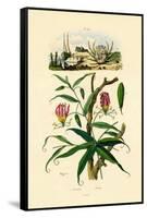 Gloriosa Lily, 1833-39-null-Framed Stretched Canvas