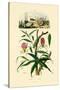 Gloriosa Lily, 1833-39-null-Stretched Canvas