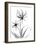 Gloriosa Lily-Albert Koetsier-Framed Art Print