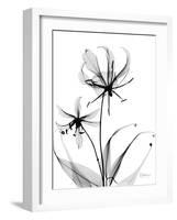 Gloriosa Lily-Albert Koetsier-Framed Art Print