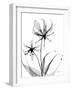 Gloriosa Lily-Albert Koetsier-Framed Art Print