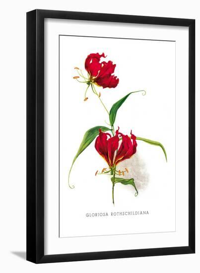 Gloriosa Rothschildiana-H.g. Moon-Framed Art Print