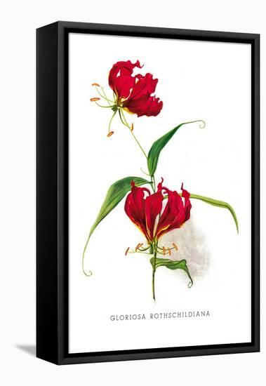 Gloriosa Rothschildiana-H.g. Moon-Framed Stretched Canvas