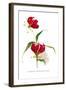 Gloriosa Rothschildiana-H.g. Moon-Framed Art Print