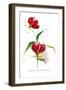 Gloriosa Rothschildiana-H.g. Moon-Framed Art Print