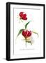 Gloriosa Rothschildiana-H.g. Moon-Framed Art Print