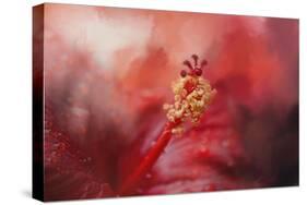 Glorious Bloom-Jai Johnson-Stretched Canvas