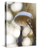 Glorious Fungi-Mikael Svensson-Stretched Canvas