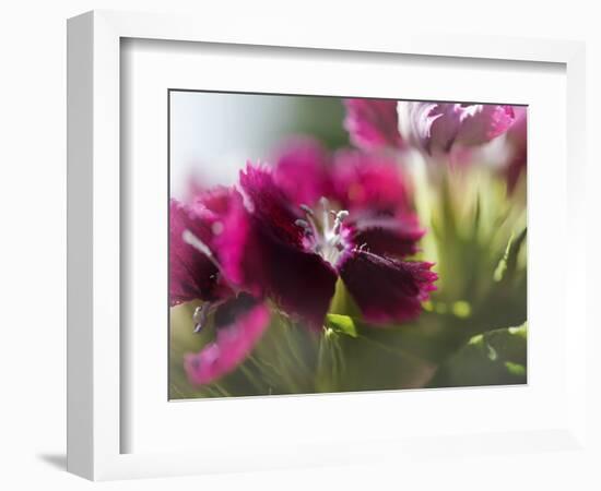 Glorious in Red IV-Gillian Hunt-Framed Photographic Print