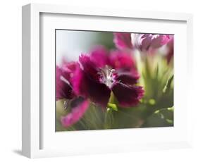 Glorious in Red IV-Gillian Hunt-Framed Photographic Print