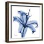 Glorious Indigo Lily-Albert Koetsier-Framed Art Print