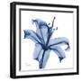 Glorious Indigo Lily-Albert Koetsier-Framed Art Print