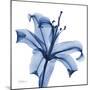 Glorious Indigo Lily-Albert Koetsier-Mounted Art Print