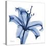 Glorious Indigo Lily-Albert Koetsier-Stretched Canvas