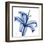 Glorious Indigo Lily-Albert Koetsier-Framed Art Print