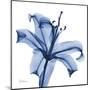 Glorious Indigo Lily-Albert Koetsier-Mounted Art Print