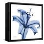 Glorious Indigo Lily-Albert Koetsier-Framed Stretched Canvas