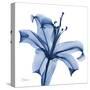 Glorious Indigo Lily-Albert Koetsier-Stretched Canvas