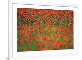 Glorious Poppies-Staffan Widstrand-Framed Giclee Print