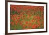 Glorious Poppies-Staffan Widstrand-Framed Giclee Print