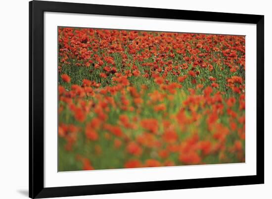 Glorious Poppies-Staffan Widstrand-Framed Giclee Print