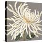 Glorious Whites I-Judy Shelby-Stretched Canvas
