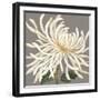 Glorious Whites I-Judy Shelby-Framed Art Print