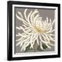 Glorious Whites I-Judy Shelby-Framed Art Print