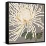 Glorious Whites II-Judy Shelby-Framed Stretched Canvas