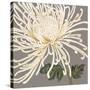 Glorious Whites II-Judy Shelby-Stretched Canvas