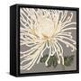 Glorious Whites II-Judy Shelby-Framed Stretched Canvas