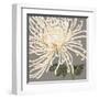 Glorious Whites II-Judy Shelby-Framed Art Print