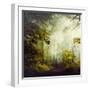 Glorious Woods-Dirk Wuestenhagen-Framed Photographic Print