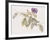 Glory Flower (Tibouchina Urvilleana) 1999-Margaret Ann Eden-Framed Giclee Print