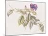 Glory Flower (Tibouchina Urvilleana) 1999-Margaret Ann Eden-Mounted Giclee Print