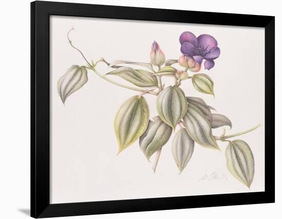 Glory Flower (Tibouchina Urvilleana) 1999-Margaret Ann Eden-Framed Giclee Print