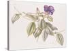 Glory Flower (Tibouchina Urvilleana) 1999-Margaret Ann Eden-Stretched Canvas