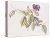 Glory Flower (Tibouchina Urvilleana) 1999-Margaret Ann Eden-Stretched Canvas