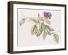 Glory Flower (Tibouchina Urvilleana) 1999-Margaret Ann Eden-Framed Giclee Print