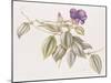 Glory Flower (Tibouchina Urvilleana) 1999-Margaret Ann Eden-Mounted Giclee Print