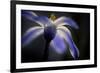 Glory of the Snow-Ursula Abresch-Framed Photographic Print