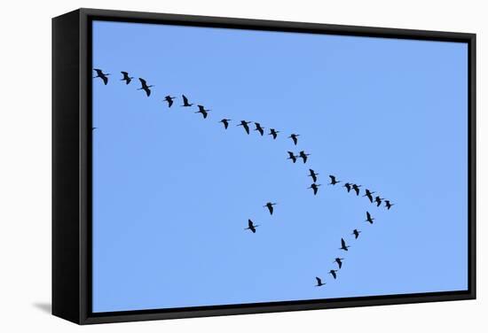 Glossy Ibis Flock (Plegadis Falcinellus) Flying at the Sado Estuary Nature Reserve. Portugal-Mauricio Abreu-Framed Stretched Canvas