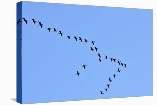 Glossy Ibis Flock (Plegadis Falcinellus) Flying at the Sado Estuary Nature Reserve. Portugal-Mauricio Abreu-Stretched Canvas