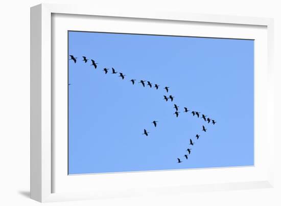 Glossy Ibis Flock (Plegadis Falcinellus) Flying at the Sado Estuary Nature Reserve. Portugal-Mauricio Abreu-Framed Photographic Print