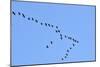 Glossy Ibis Flock (Plegadis Falcinellus) Flying at the Sado Estuary Nature Reserve. Portugal-Mauricio Abreu-Mounted Photographic Print