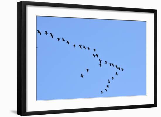 Glossy Ibis Flock (Plegadis Falcinellus) Flying at the Sado Estuary Nature Reserve. Portugal-Mauricio Abreu-Framed Photographic Print