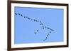 Glossy Ibis Flock (Plegadis Falcinellus) Flying at the Sado Estuary Nature Reserve. Portugal-Mauricio Abreu-Framed Photographic Print